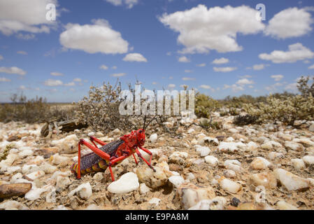 Gemeinsamen Seidenpflanze Grasshopper (Phymateus Morbillosus) Erwachsenen auf Quarz-Feld in Wüste Lebensraum, Little Karoo, Südafrika, Februar Stockfoto