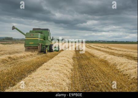 Ernte von Gerste (Hordeum Vulgare), John Deere Mähdrescher finishing Ernte Feld unter bewölktem Himmel, Pilling, Preston, Lancashire, England, August Stockfoto