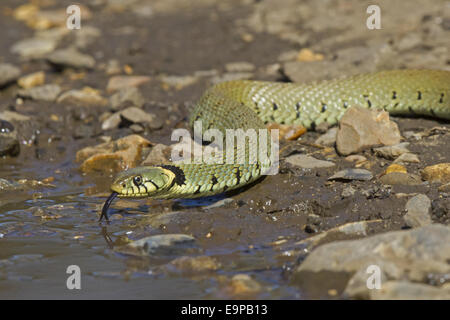 Ringelnatter (Natrix Natrix) Erwachsenen, gespaltenen Zunge schnippte trinken aus Pfütze, Norfolk, England, April Stockfoto