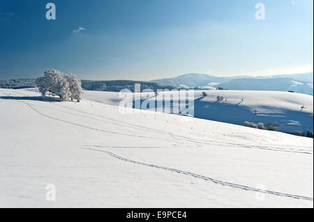 Winter im Schwarzwald Stockfoto