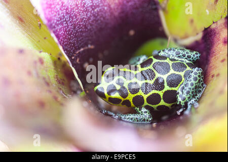 Pfeilgiftfrosch Stockfoto