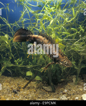 Great Crested Molch - Triturus cristatus Stockfoto