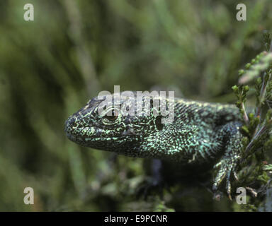 Zauneidechse - Lacerta agilis Stockfoto