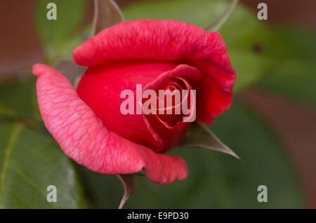 Rose springenden Lachs Stockfoto