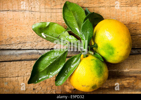 Mandarinen auf Zweig mit Laub Stockfoto