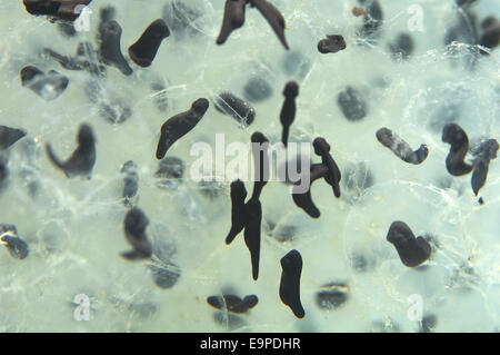 Gemeinsamen Frosch Spawn - Rana temporaria Stockfoto