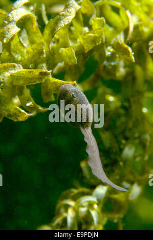 Gemeinsamen Frosch Tadpole - Rana temporaria Stockfoto