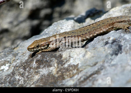 Mauereidechse - Podarcis muralis Stockfoto