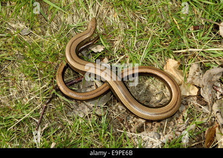 Langsam-Wurm - geschiedenen fragilis Stockfoto