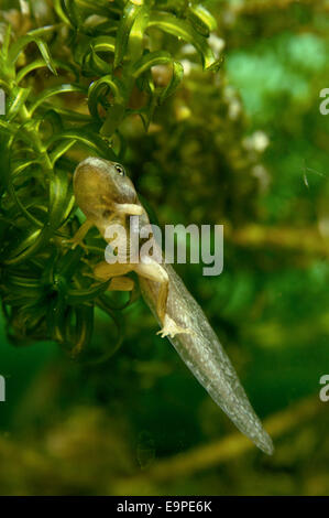 Gemeinsamen Frosch Tadpole - Rana temporaria Stockfoto