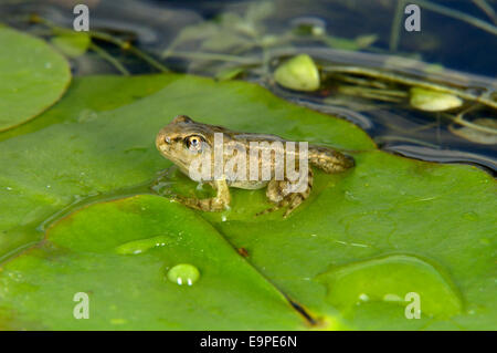 Grasfrosch - Rana temporaria Stockfoto