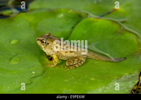 Grasfrosch - Rana temporaria Stockfoto