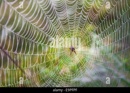 Überqueren Sie die Spinne in einem Spinnennetz mit Tautropfen Stockfoto