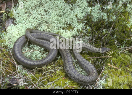 Schlingnatter - Coronella austriaca Stockfoto