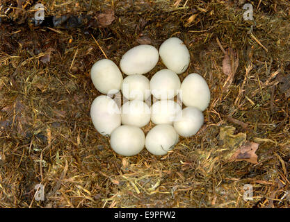 Eiern Ringelnatter - Natrix natrix Stockfoto