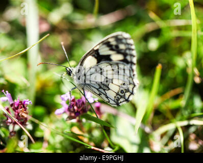 Ein Schmetterling Schachbrettfalter (Melanargia Galathea) Stockfoto