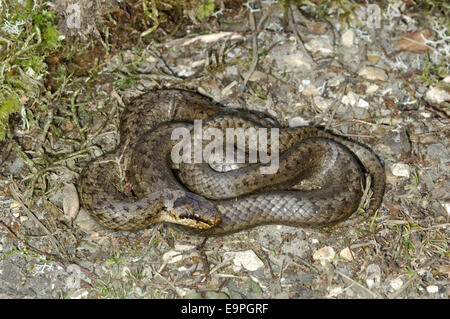 Schlingnatter - Coronella austriaca Stockfoto