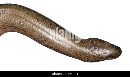 Langsam-Wurm - geschiedenen fragilis Stockfoto