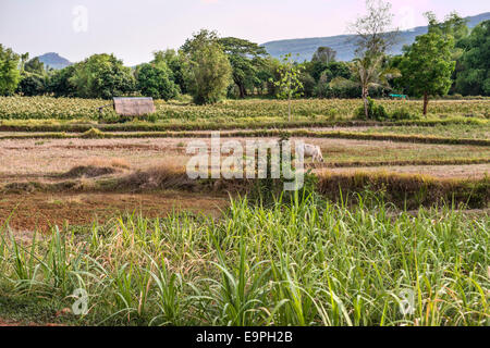 Ackerland bei der Khorat-Hochebene nach der Ernte, Thailand | Landschaft in der Khorat Ebene Nach der Ernte, Thailand Stockfoto