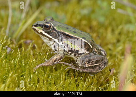 Pool-Frosch - außer lessonae Stockfoto