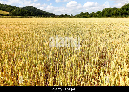 Gerste Feld Getreide an einem Sommertag mit blauem Himmel und weißen Wolken Herefordshire England UK Stockfoto