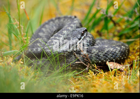 Kreuzotter - Vipera berusres Stockfoto