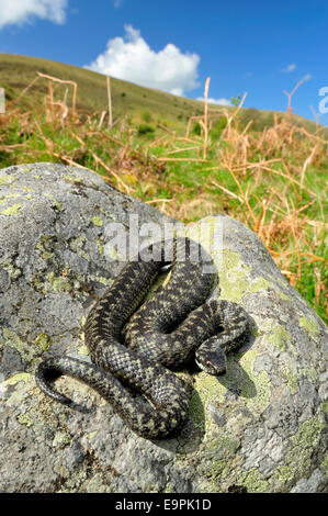 Kreuzotter - Vipera berus Stockfoto