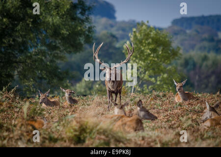 Eine britische Rotwild Hirsch hautnah mit seinem Hinds Doe Stockfoto