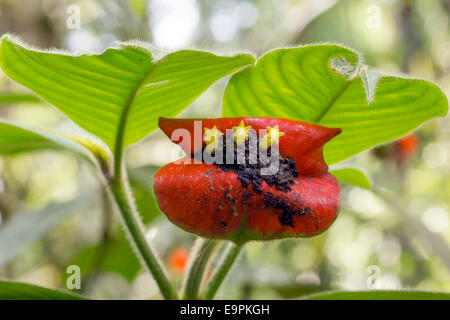 Heiße Lippen Pflanze (Psychotria Poeppigiana) einen Regenwald Understory Strauch im ecuadorianischen Amazonasgebiet. Stockfoto