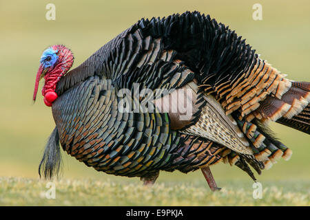 Wilder Truthahn, westliche Montana Stockfoto