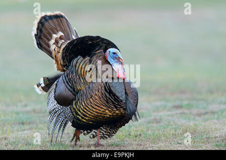 Wilder Truthahn, westliche Montana Stockfoto