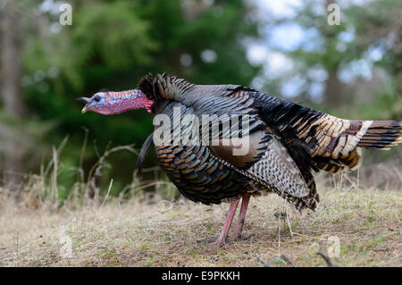 Wilder Truthahn, westliche Montana verschlingen Stockfoto