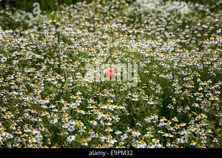 Roter Mohn unter Gänseblümchen im italienischen Landschaft Stockfoto