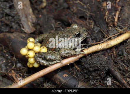 Hebamme-Kröte - Alytes obstetricans Stockfoto