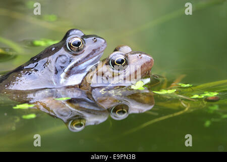 Grasfrosch - Rana temporaria Stockfoto