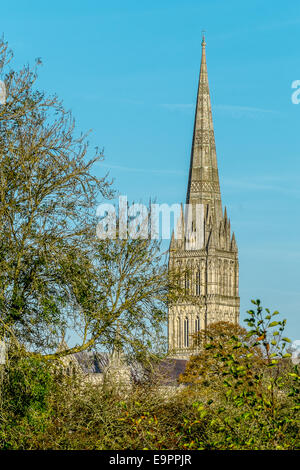 Salisbury, UK. 31. Oktober 2014. Kathedrale von Salisbury in schönen goldenen Licht heute ein perfektes Ende Oktober Credit: Paul Chambers/Alamy Live News Stockfoto