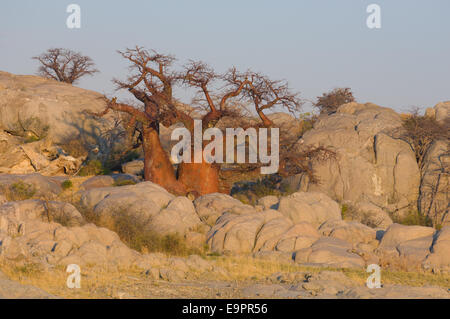 Baobab-Bäume auf der Granit-Masse von Kubu Island (Lekhubu) bei Sonnenaufgang, Magkadigkadi Pan, Botswana Stockfoto