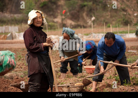 Bauern arbeiten mit Hacken in einem Feld von Kartoffeln, Buyi Dorf, Provinz Guizhou, China Stockfoto