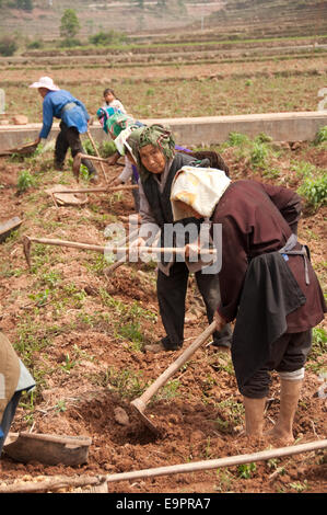 Bauern arbeiten mit Hacken in einem Feld von Kartoffeln, Buyi Dorf, Provinz Guizhou, China Stockfoto