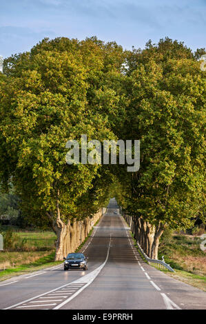 Platanen (Platanus × Acerifolia) am Rande der französischen Route Nationale 7 / RN7, Frankreich Stockfoto