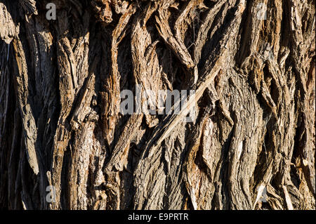 Nahaufnahme Makro Textur in Rinde, Fremonts Cottonwood Baum Stockfoto