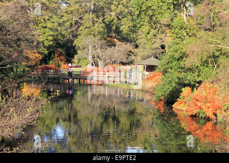 Savill Garden, Englefield Green, Windsor, Berkshire, UK. 31. Oktober 2014. Es war ein Rekord-Tag Temperaturen erreicht Allzeithoch in ganz Großbritannien. Im Savill Garden in Berkshire erreichte die Temperaturen bei 21,3 ° c und die warme Sonnenstrahlen verstärkt die herrlichen goldenen Farben des Herbstes. Bildnachweis: Julia Gavin UK/Alamy Live-Nachrichten Stockfoto