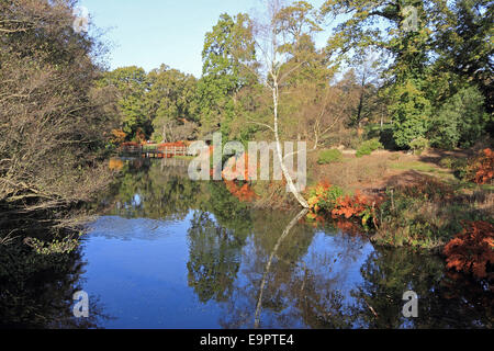 Savill Garden, Englefield Green, Windsor, Berkshire, UK. 31. Oktober 2014. Es war ein Rekord-Tag Temperaturen erreicht Allzeithoch in ganz Großbritannien. Im Savill Garden in Berkshire erreichte die Temperaturen bei 21,3 ° c und die warme Sonnenstrahlen verstärkt die herrlichen goldenen Farben des Herbstes. Bildnachweis: Julia Gavin UK/Alamy Live-Nachrichten Stockfoto