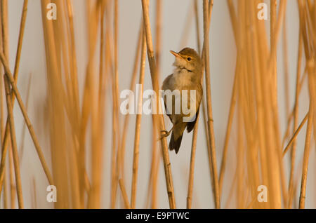 Reed Warbler [Acrocephalus Scirpaceus] singen. Juni. Norfolk Broads. UK Stockfoto