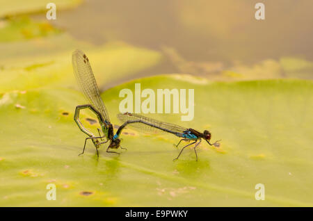 Rotäugigen Damselfly [Erythromma Najas] paar Paarung. Juni. Norfolk Broads, UK Stockfoto