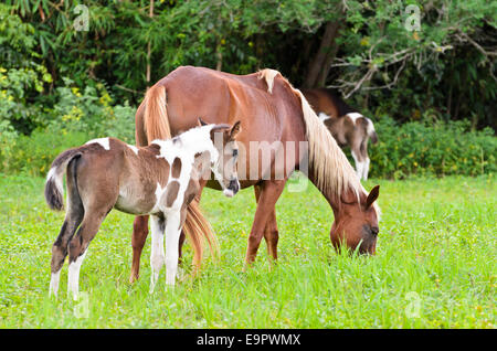 Stute und Fohlen mit weißen Brown auf der Weide grasen. Thailand Stockfoto