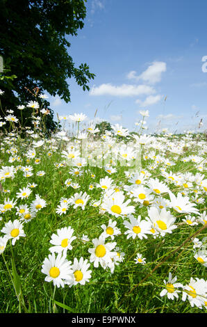 Oxeye Daisy [Leucanthemum Vulgare] Juni Sussex UK wachsen neben Straße. Stockfoto