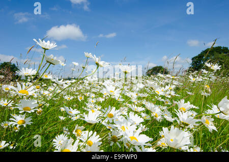 Oxeye Daisy [Leucanthemum Vulgare] Juni Sussex UK wachsen neben Straße. Stockfoto