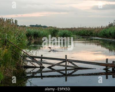 Britische Landschaft am Fluss Szene mit wilden Stockenten, Blässhühner und Teichhuhn Fütterung am frühen Abend im Herbst. Stockfoto