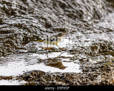 Eine Schafstelze [Motacilla Flava] bietet einen einzigartigen und intimen Einblick in sein Leben am Rand Wassers. Stockfoto